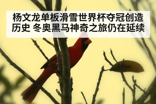 杨文龙单板滑雪世界杯夺冠创造历史 冬奥黑马神奇之旅仍在延续